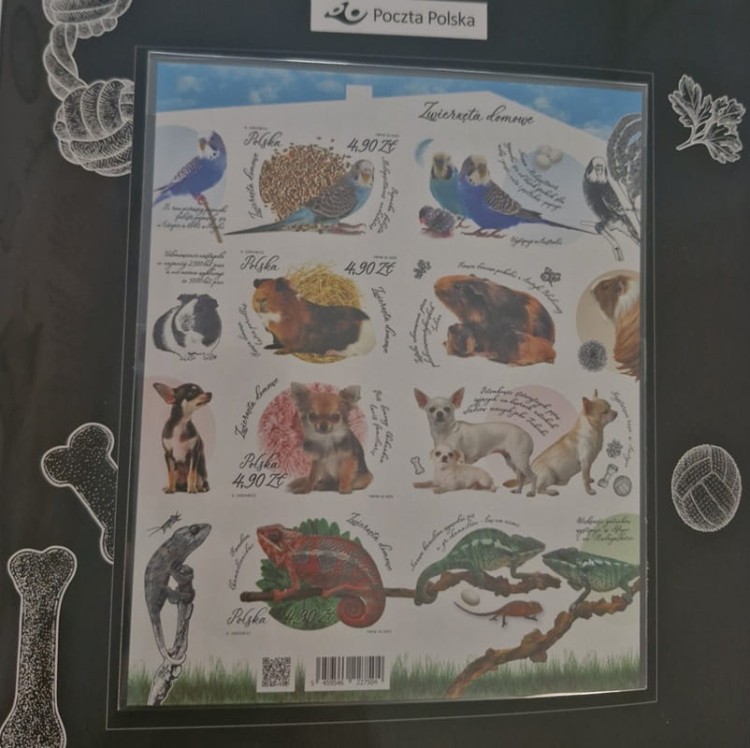 Folder Zwierzęta domowe 2025 275 blok