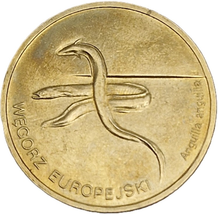 Moneta okolicznościowa 2 zł Węgorz europejski 2003 rewers